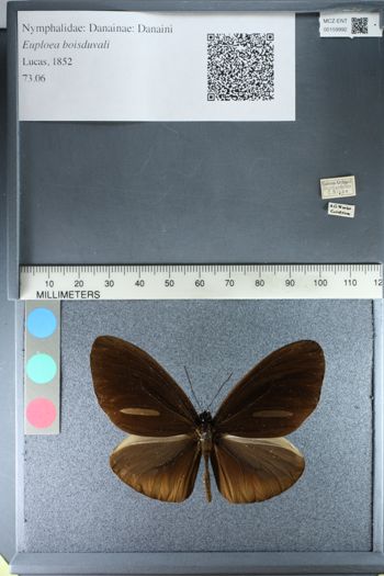 Media type: image;   Entomology 159992